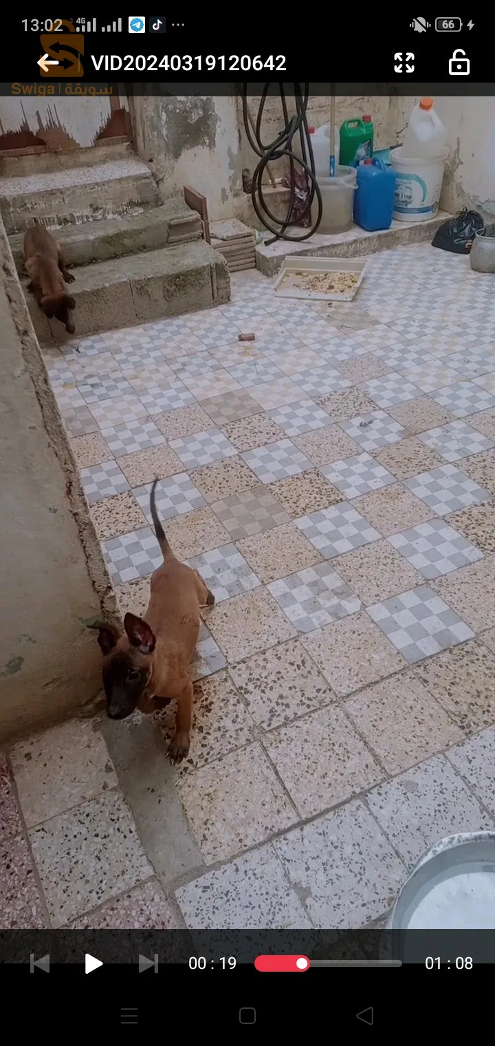 قسنطينة