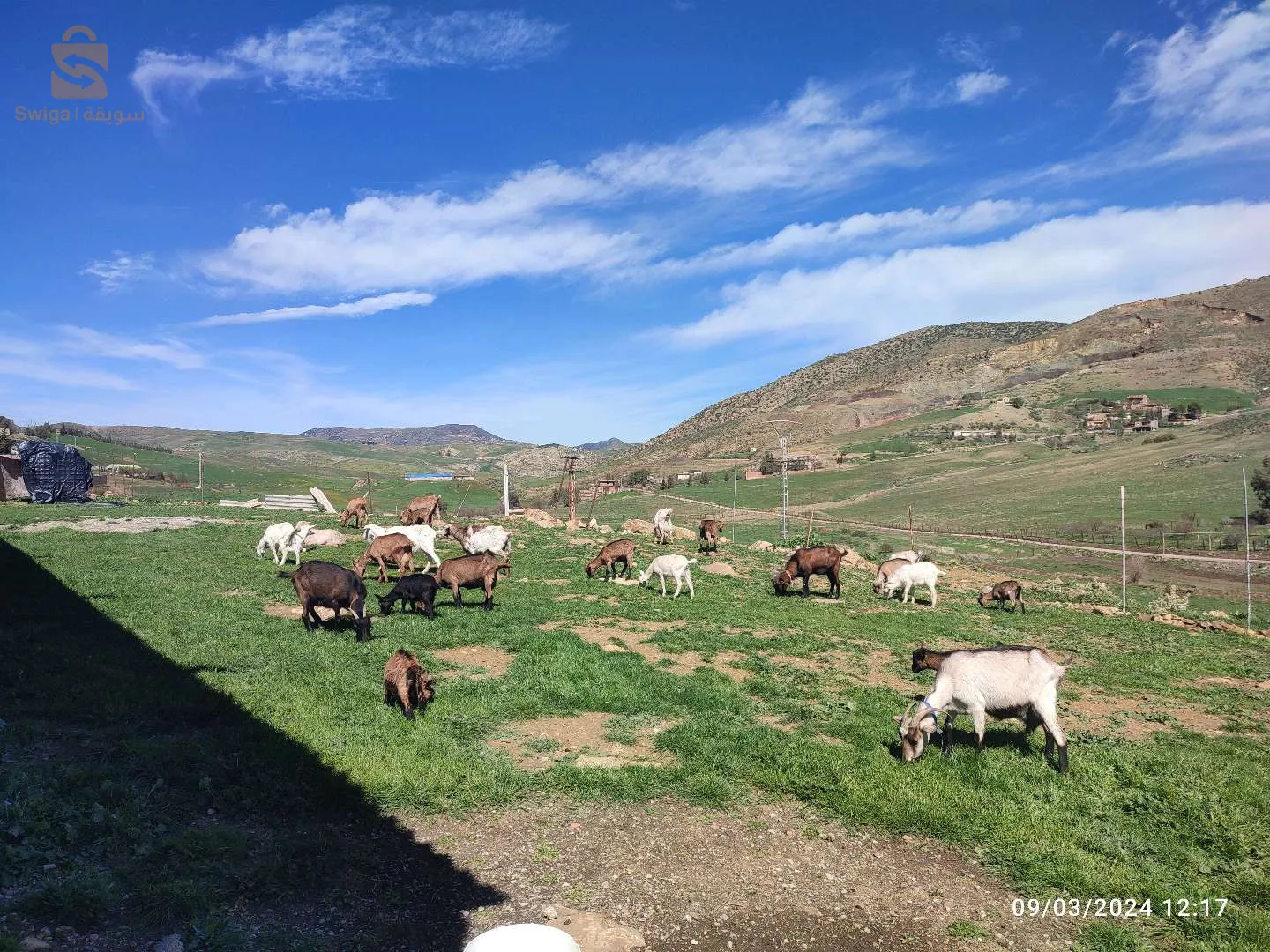 قطيع من الماعزة الحلوب