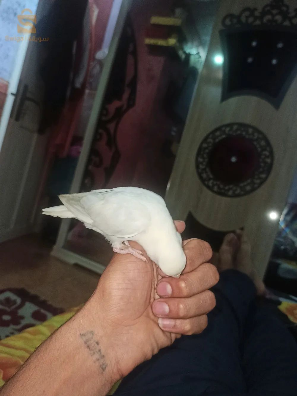 روز .اوبلاين باليد
