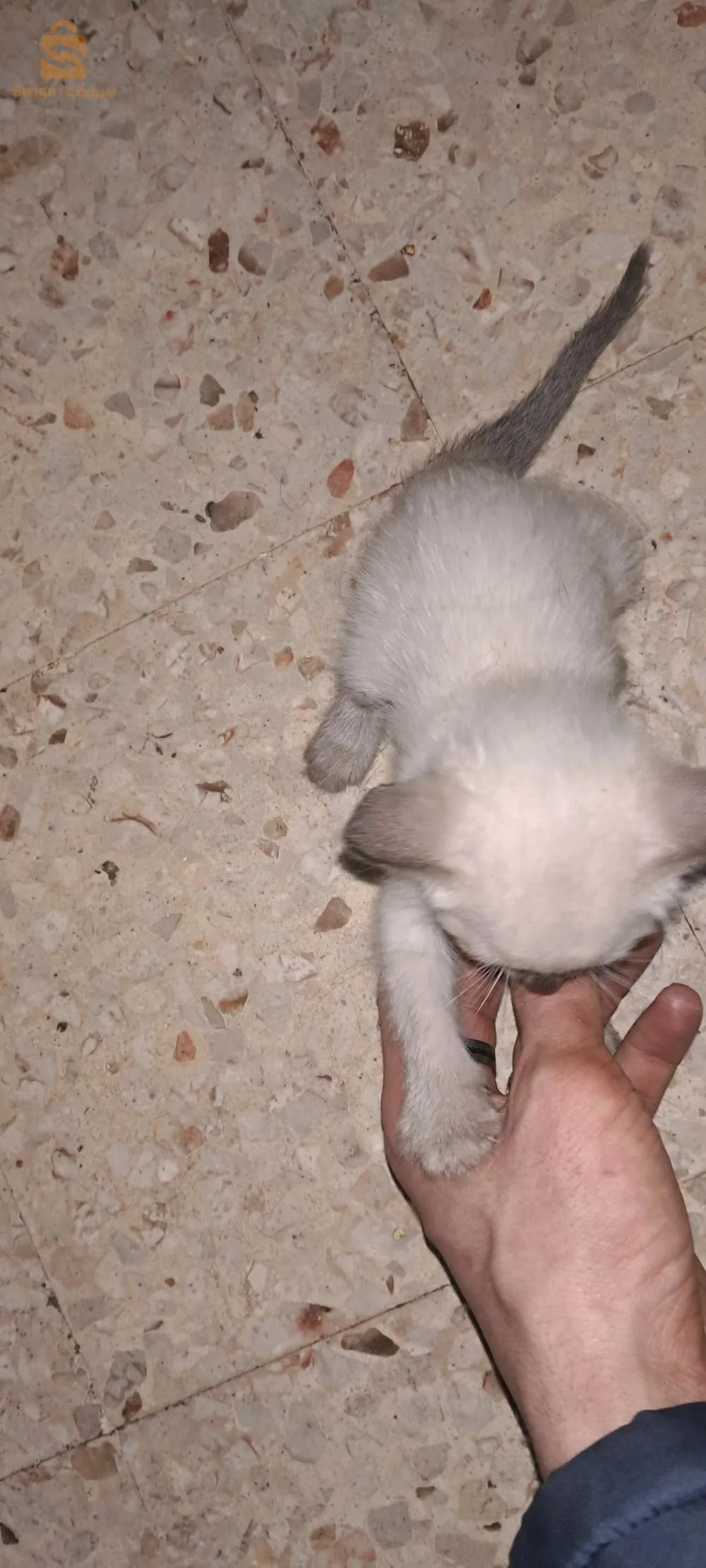 قطط السيامي