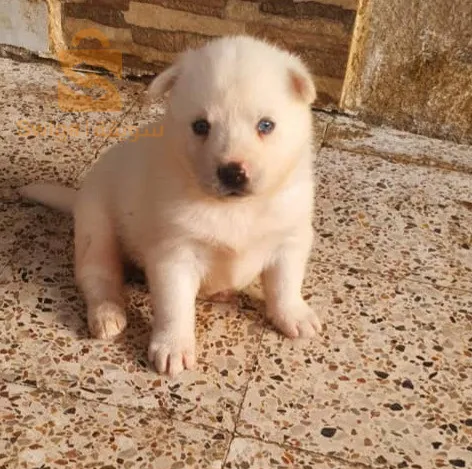 جراء هاسكي مالموث  للبيع
