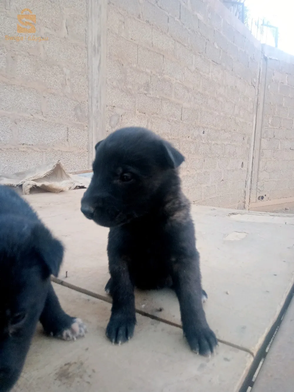 2female malinwa charboni horrin