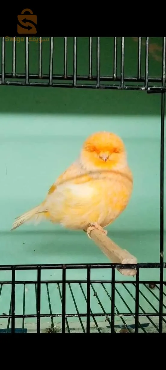 female Gloster bag 22واجدة