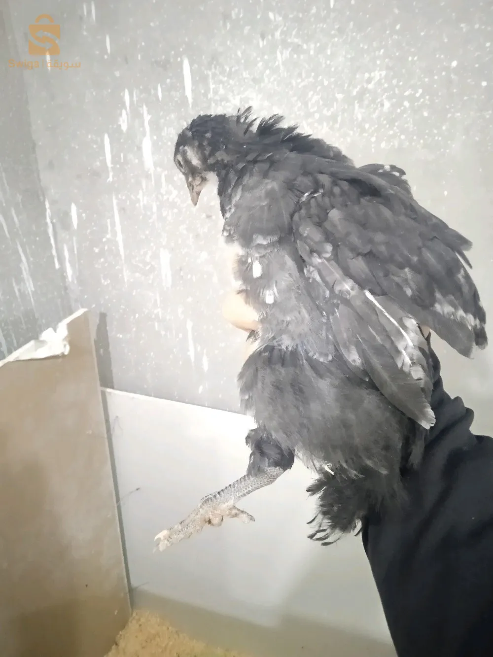 بليموت واسترالوب