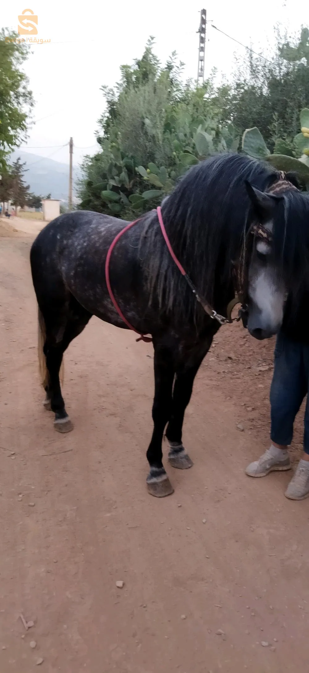 cheval xe fantasía et de la reproduction