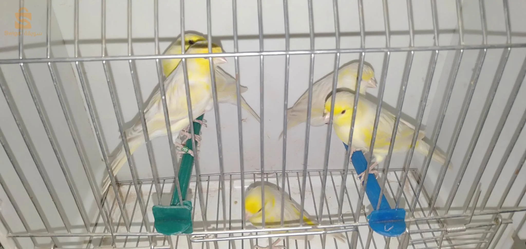 كناري ساتيني