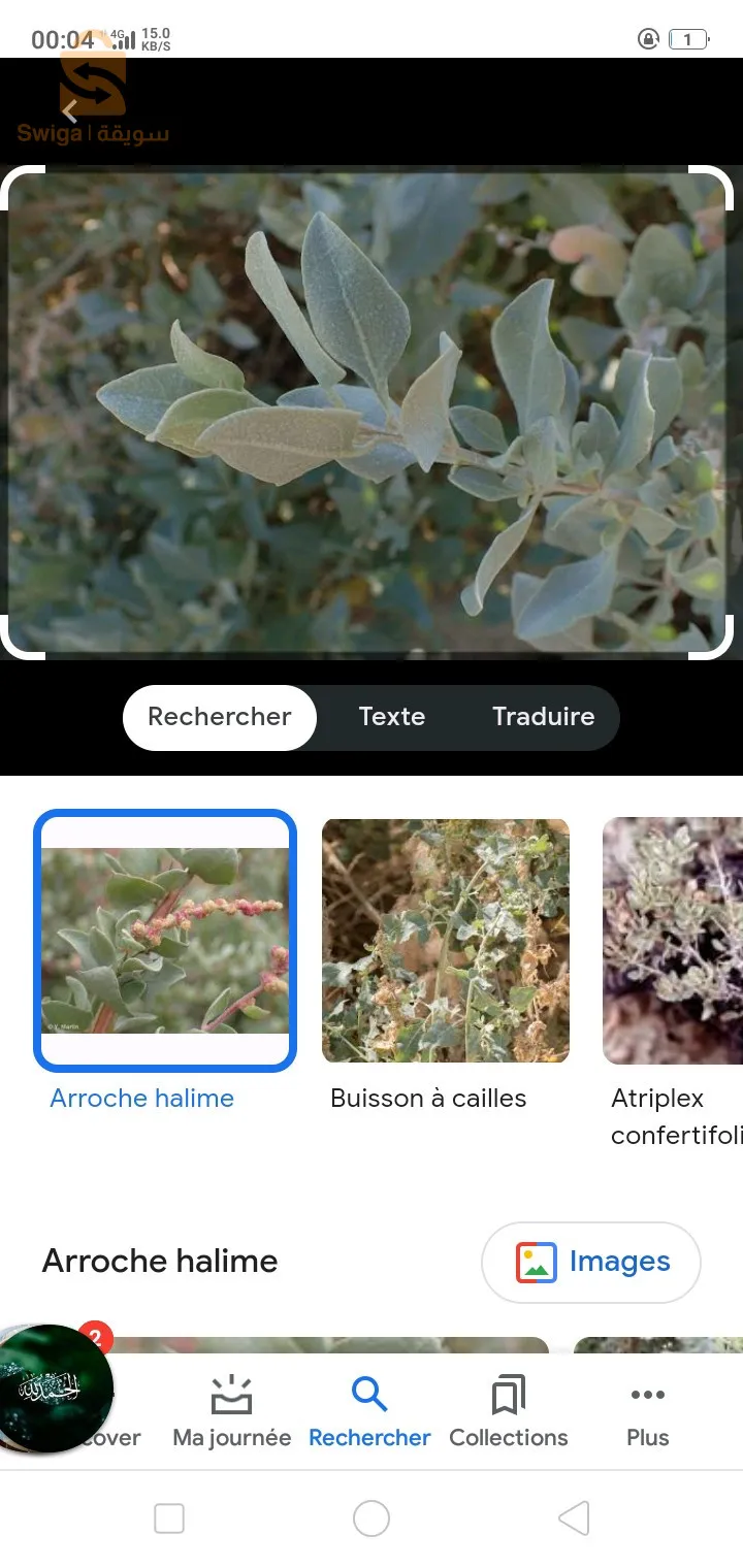 القطف المالح