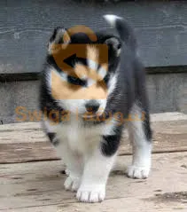 جراء هاسكي 
شهر