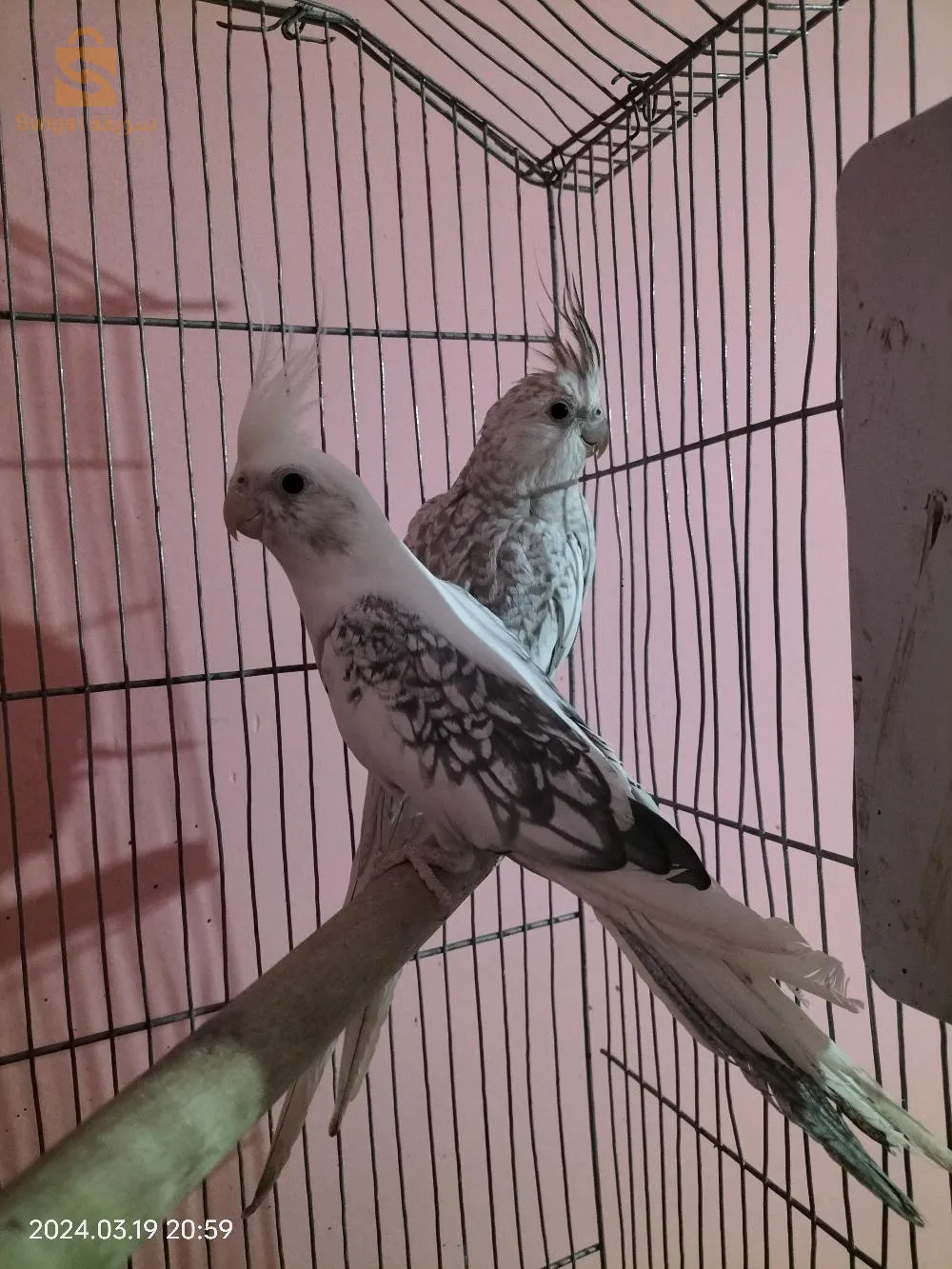 كالوبسيت للبيع