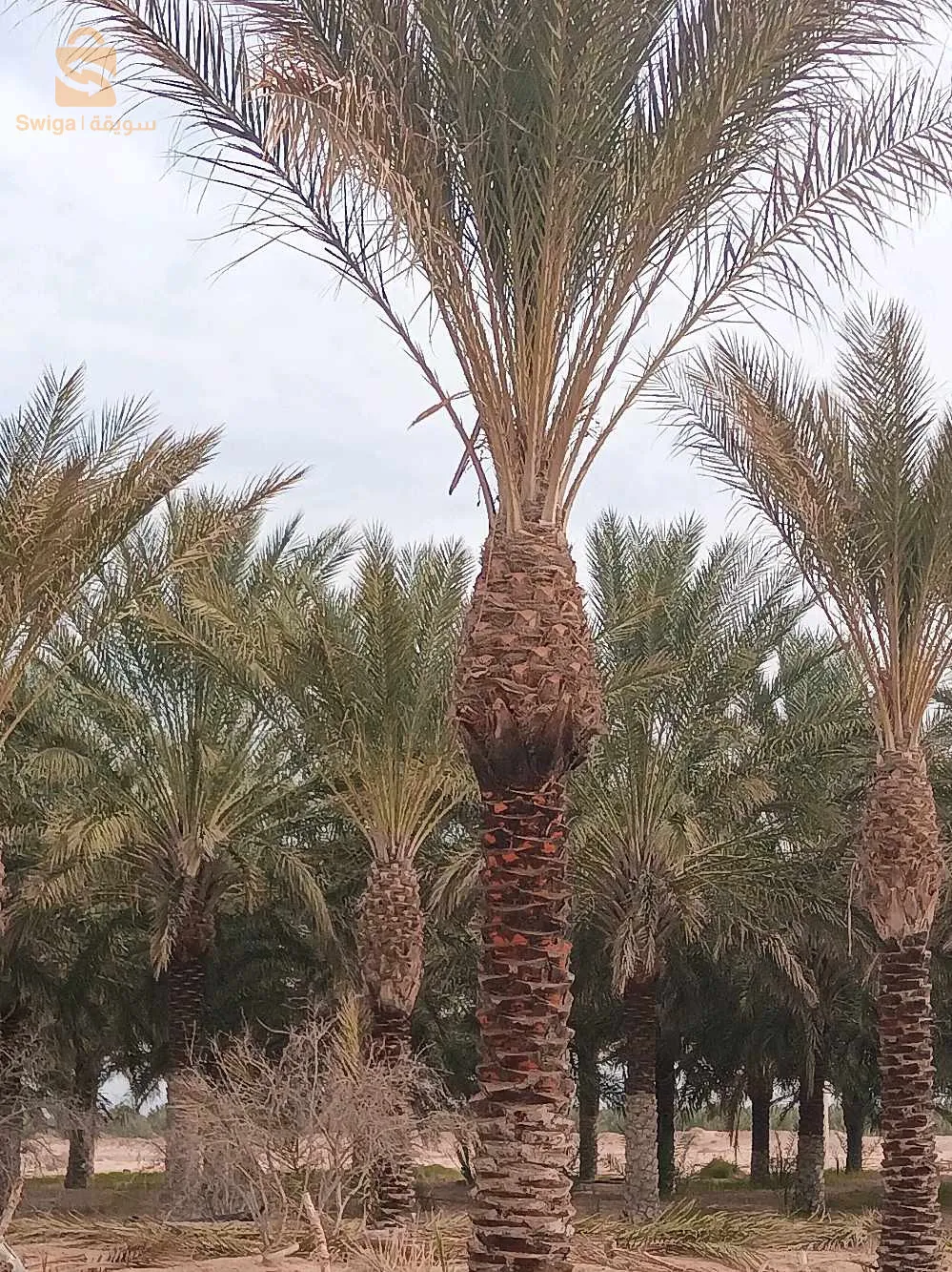 نخيل بسكرة لتزيين الطرقات والفلات والمساحات الخضراء