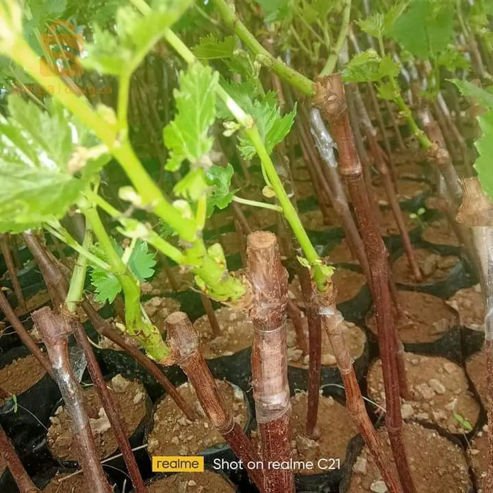 شلات عنب متنوعة