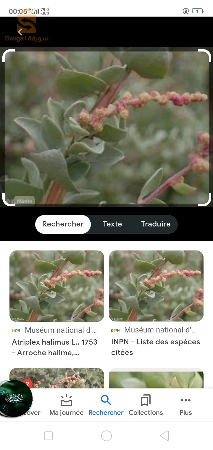 القطف المالح