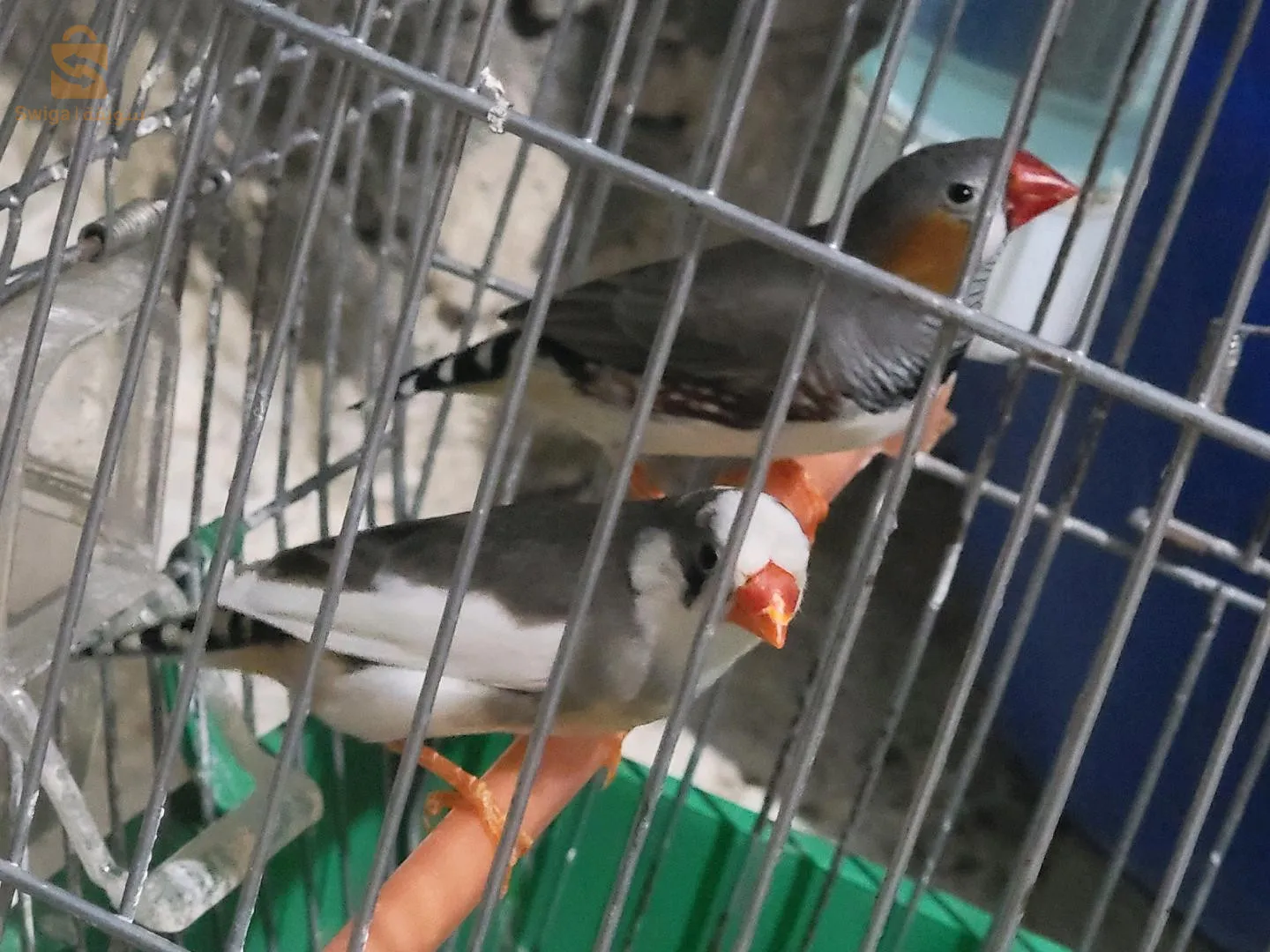 طائران بصحة جيدة