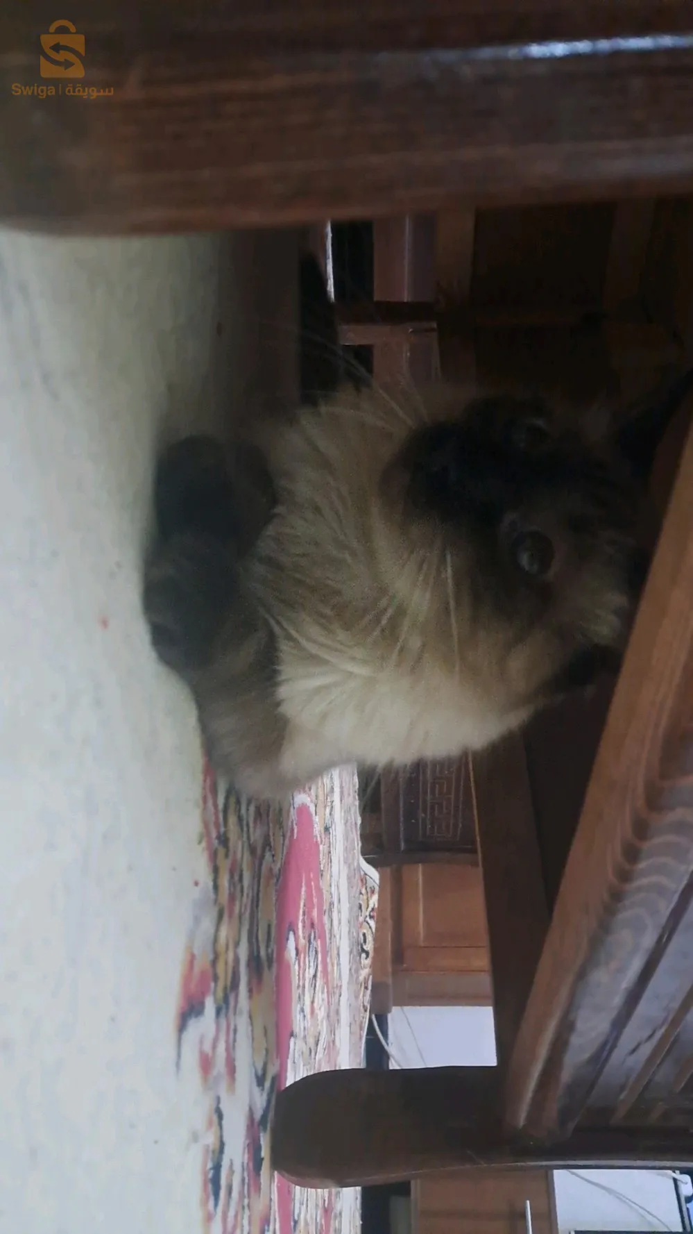 قطط السيامي