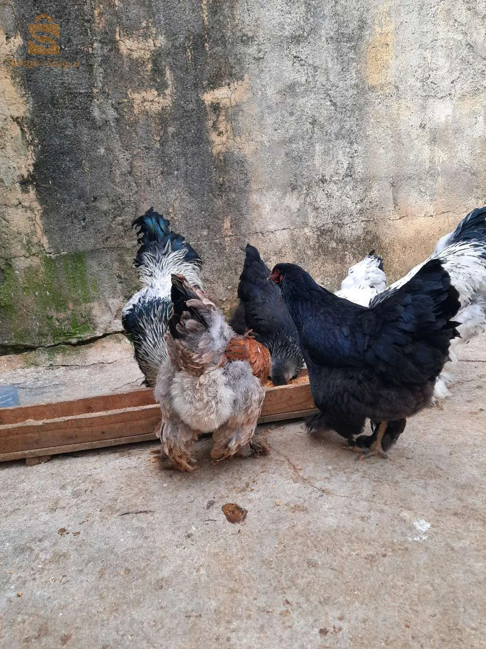 زيغود يوسف قسنطينة