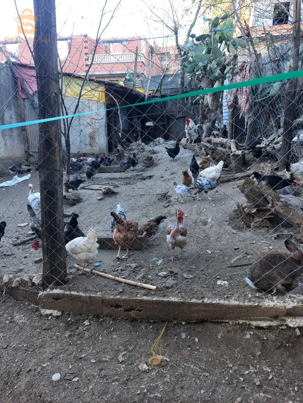 زيغود يوسف قسنطينة