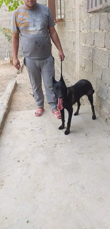 فمالة مالينوا تولد وتصلح ماشاء الله