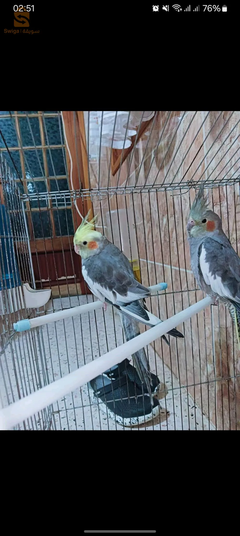 سطيف العرارسة