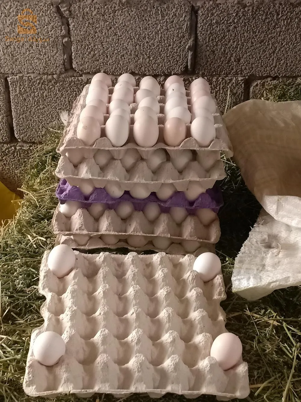 بيض للتفقيس