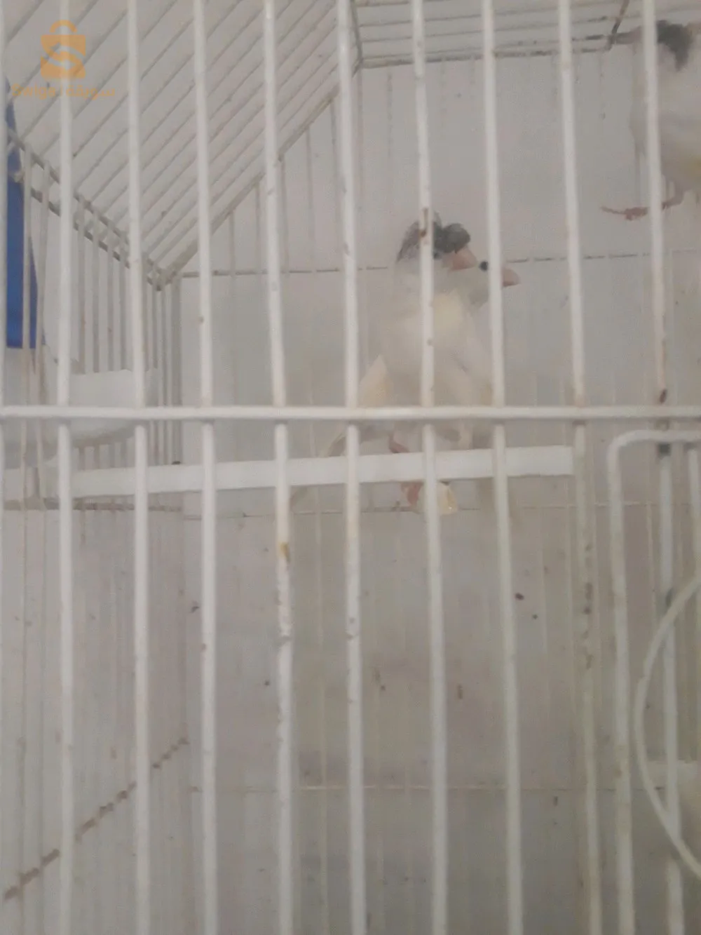 فروخة اوردينار