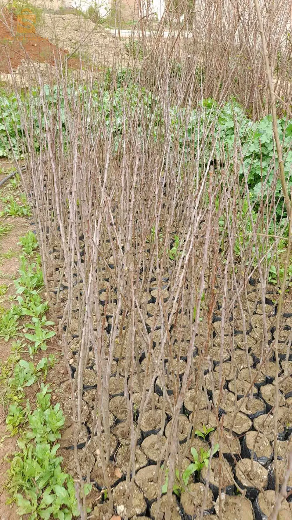 عين السلطان ولاية عين الدفلى