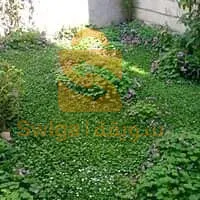 تنضيف أسطح المنازل