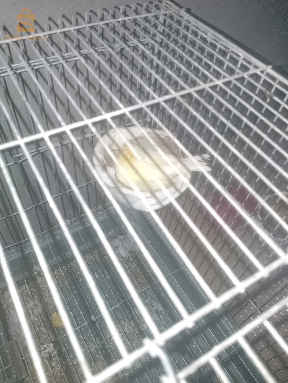 للبيع انثي جلوستر كونصور عندها 4بيضات