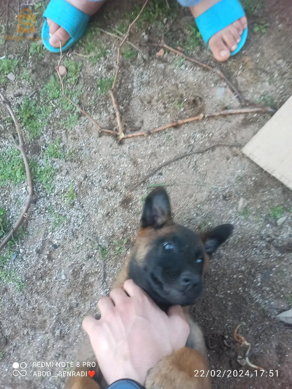 كلبة مليحة الله يبارك عندها شهرين
0655910989