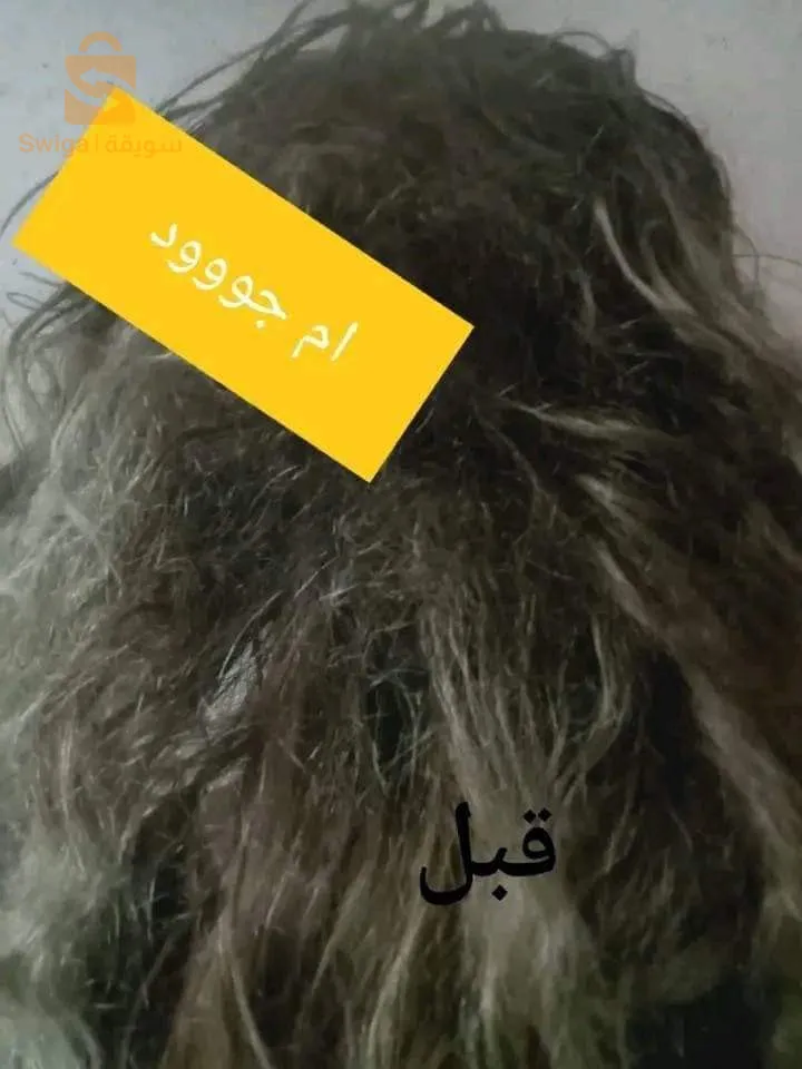 زيت أم الجود الشعر