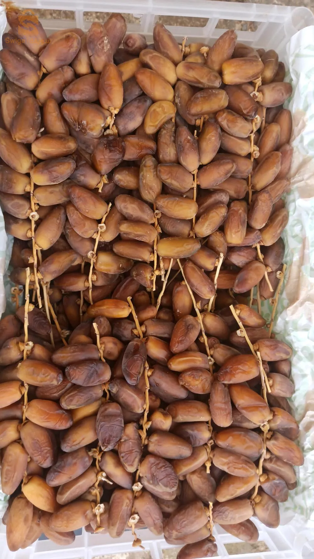 ماوسة
