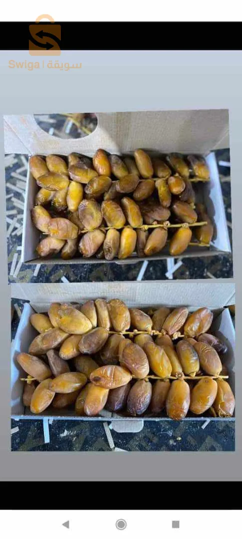 تصدير تمور دقلة نور  export dates deglet noor