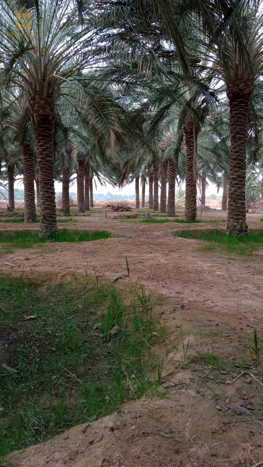 استثمار ممتاز