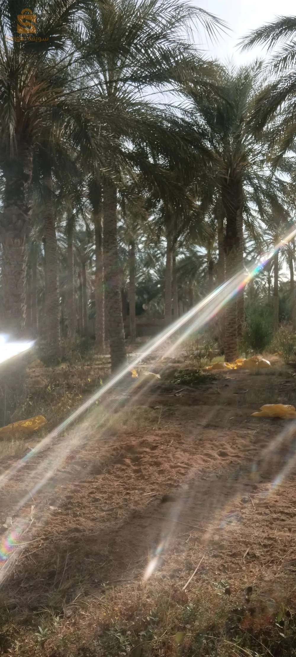 نخيل جنان نخيل مزرعة