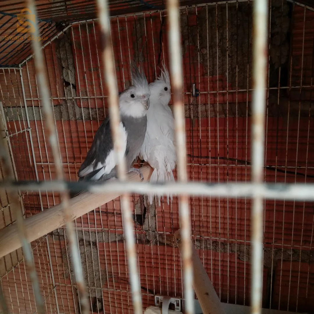 برطالي