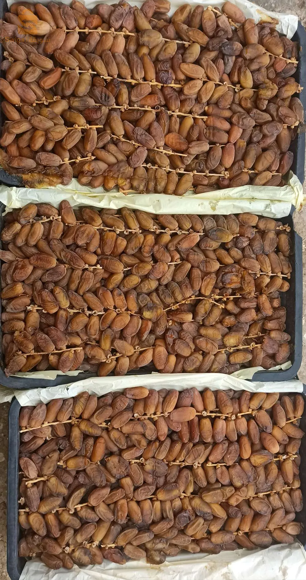 ماوسة