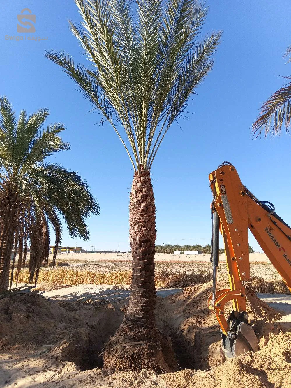 نخيل بسكرة لتزيين الطرقات والفلات والمساحات الخضراء
