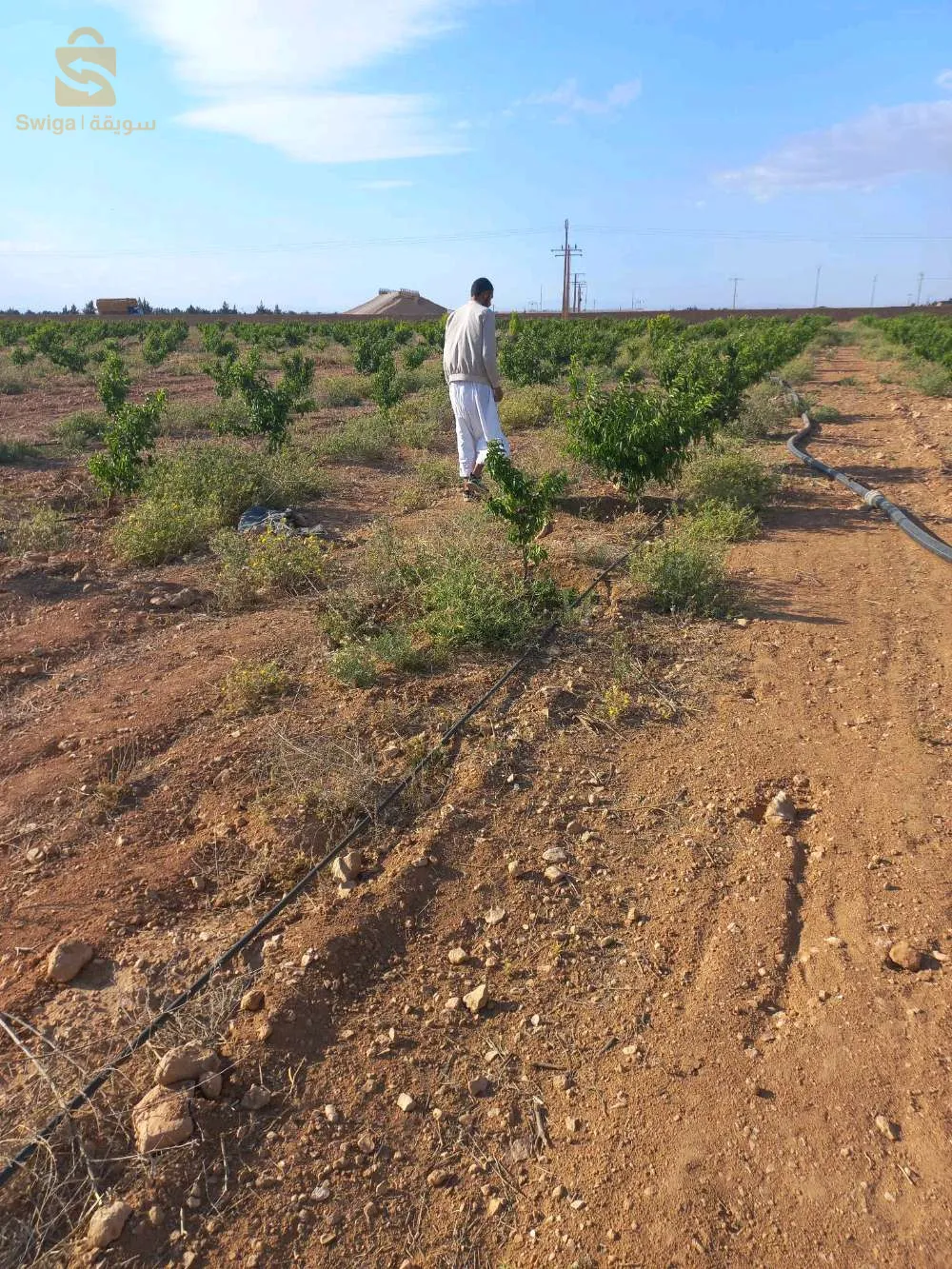 حاسي فدول