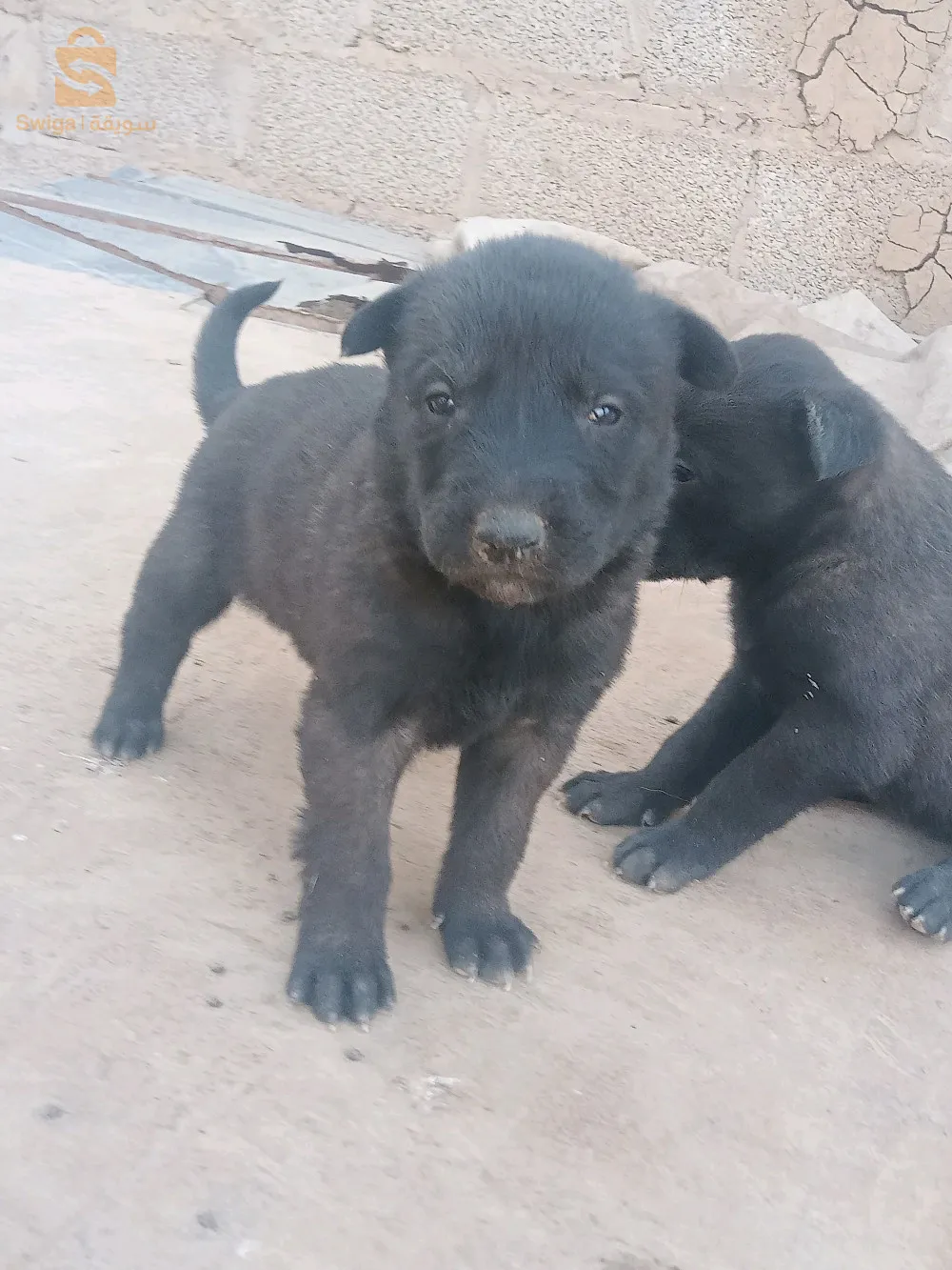 2female malinwa charboni horrin