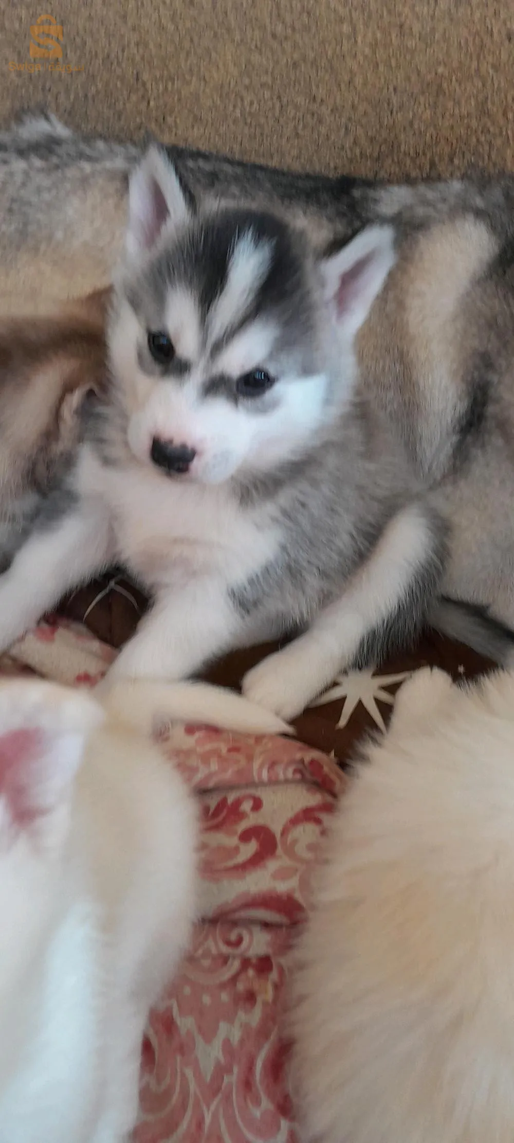 chiot husky malamute à vendre