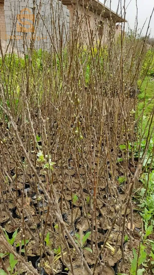 عين السلطان ولاية عين الدفلى