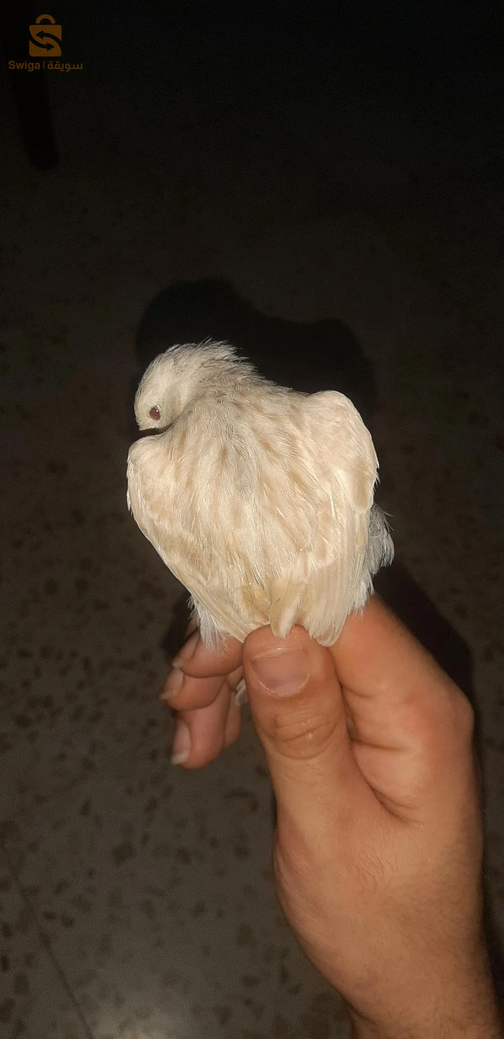 متوفر لي جان ساتيني رخامة باق 24