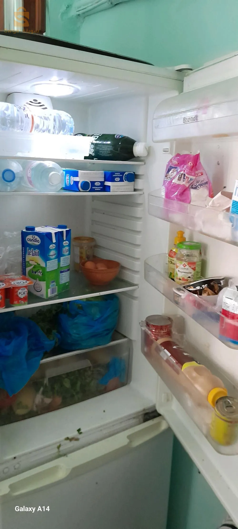 خصه الزوران تاع الكوجيلاتور يتبدل