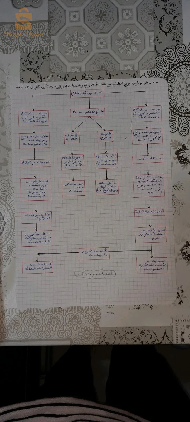 الشراقة