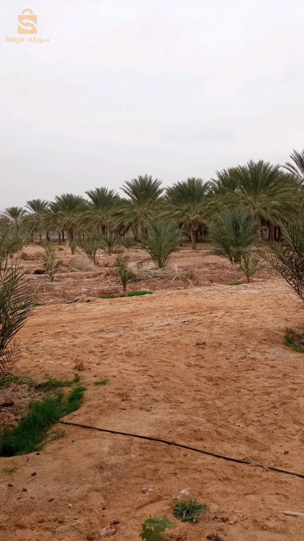 استثمار ممتاز
