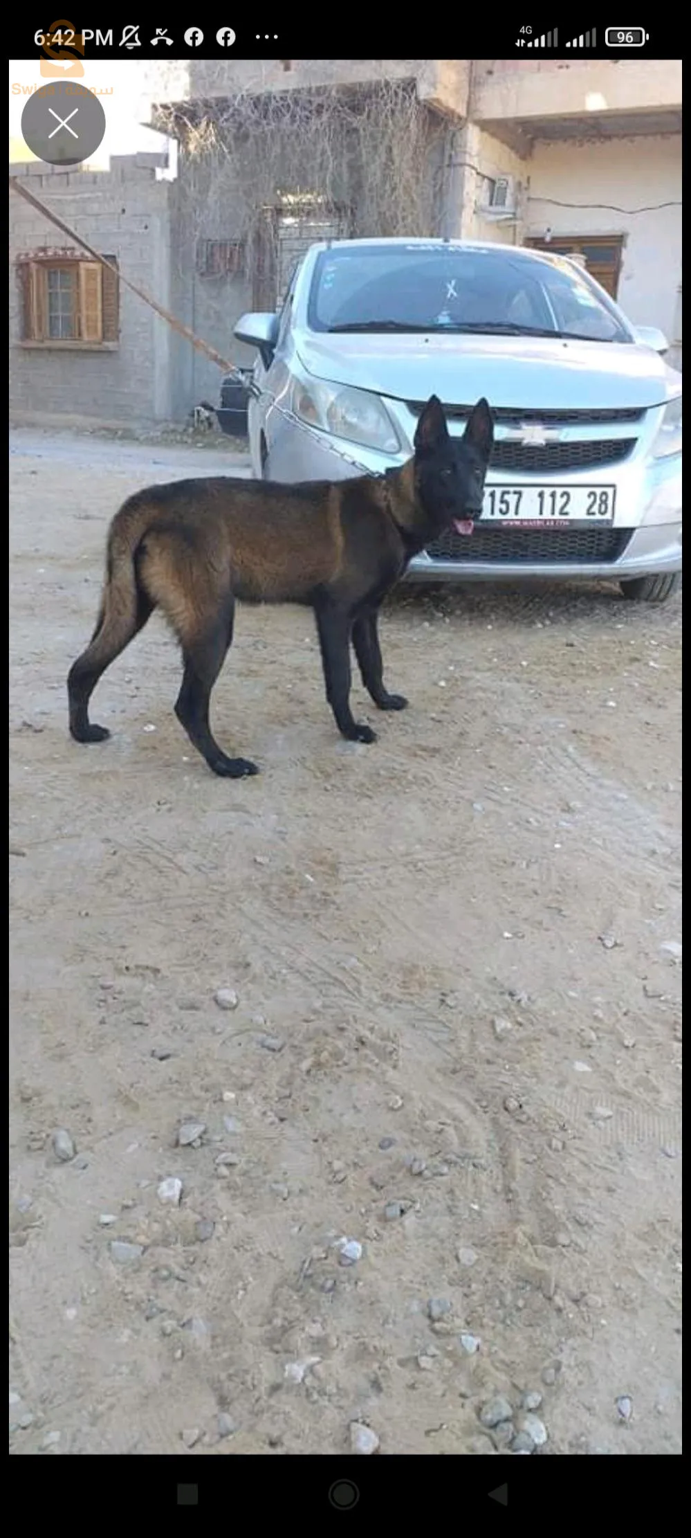 فمالة مالينوا ماشاء الله تولد وتصلح