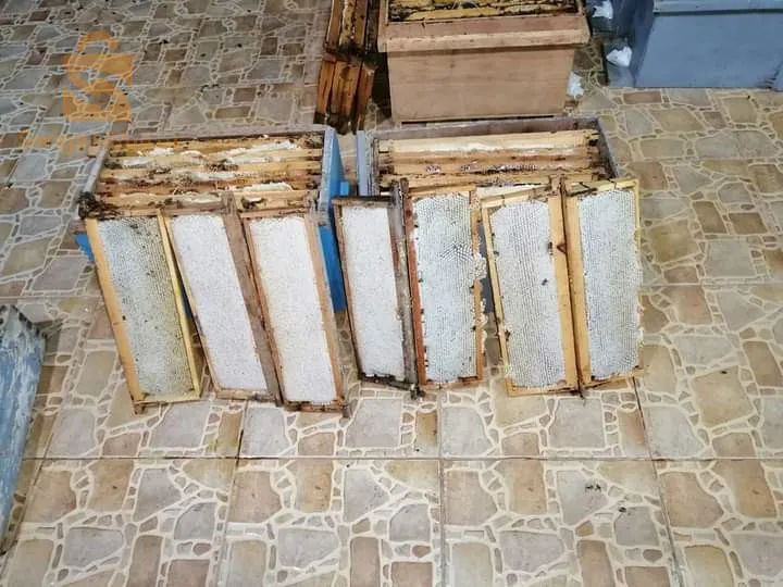 حسل حر جبلي وعسل سدرة جملة وديطاي