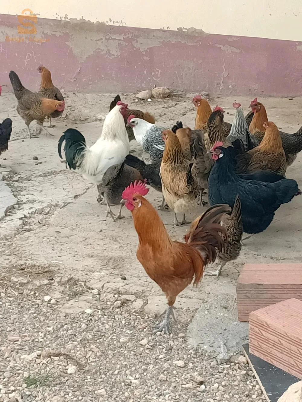 بيض للتفقيس