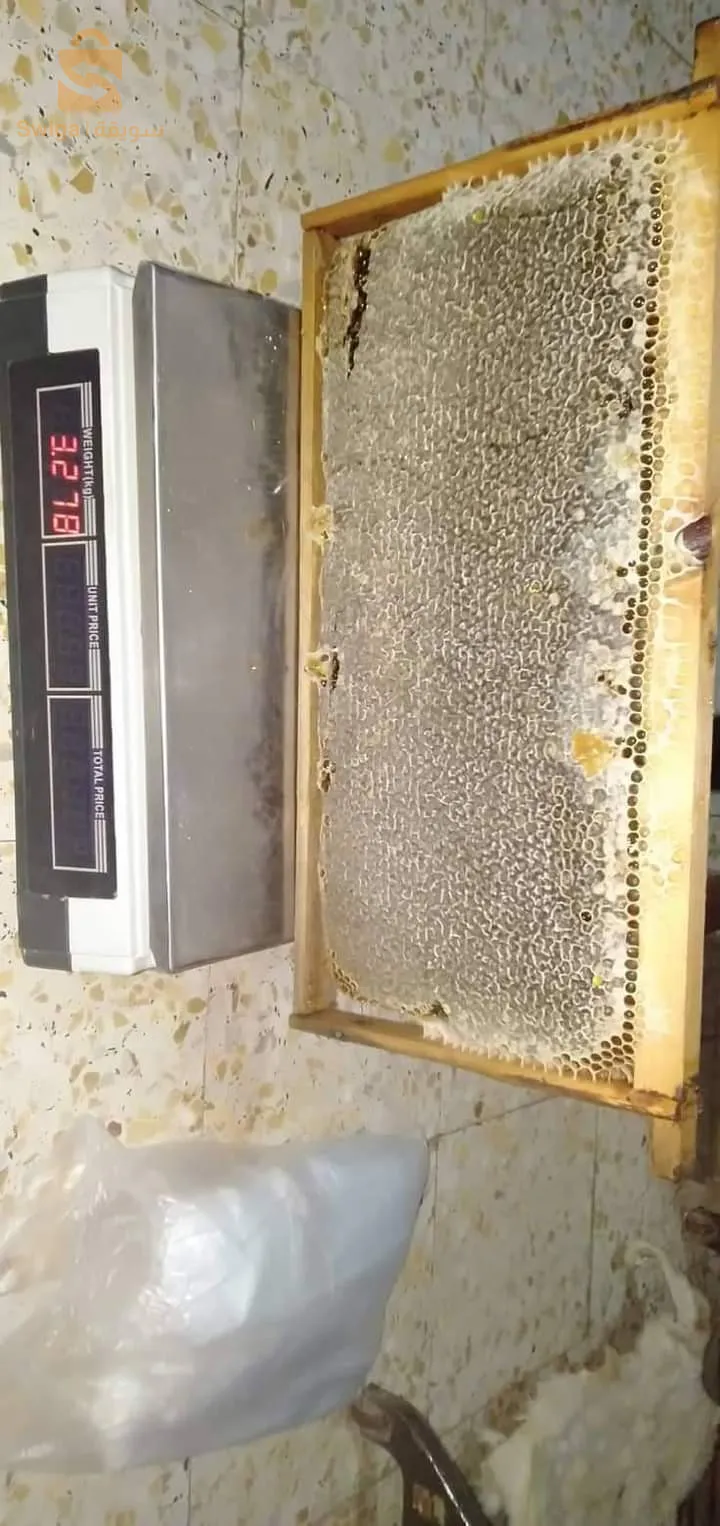 حسل حر جبلي وعسل سدرة جملة وديطاي