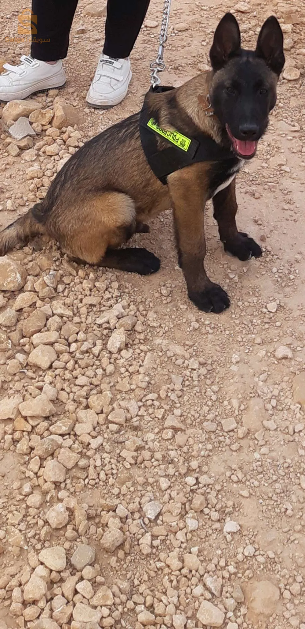 مالينوا شاربوني