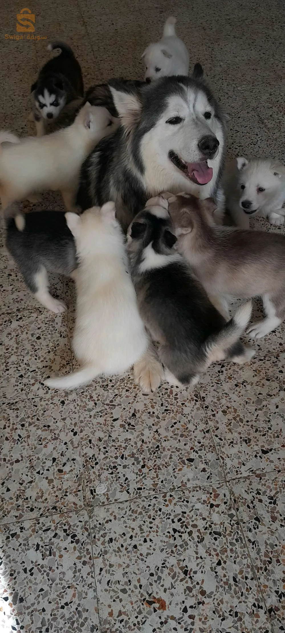 جراء هاسكي مالموث  للبيع